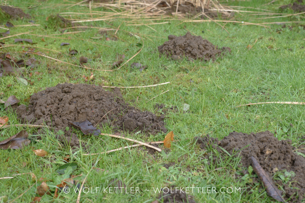 The photograph shows a patch of grass with several mole hills.