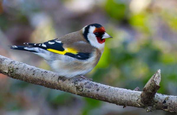 A photo of a European Goldfinch perched on a branch. The bird was photographed from the side.