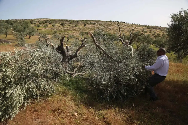 Palestijnse boeren inspecteren hun door Israëlische kolonisten beschadigde olijfbomen. [Issam Rimawi/Anadolu Agency]

