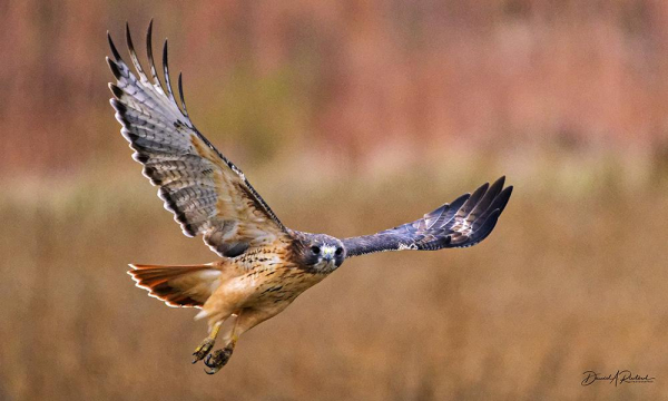 Hawk with rusty tail and rusty underside, flying with wings upraised against a yellow fall prairie background