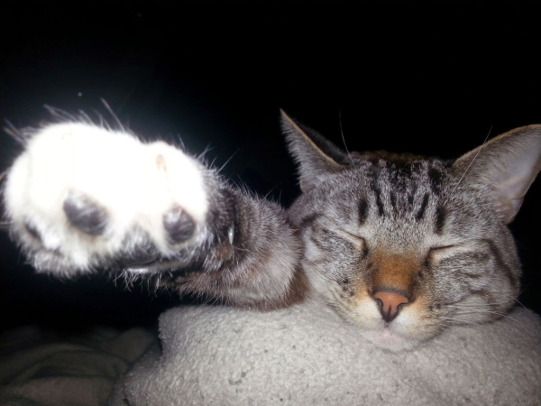 A tabby cat with closed eyes is lying down, extending one paw forward. The photo is taken with a close-up of the outstretched paw, and the background is dark. The cat appears relaxed, wrapped in a soft, light-colored blanket.