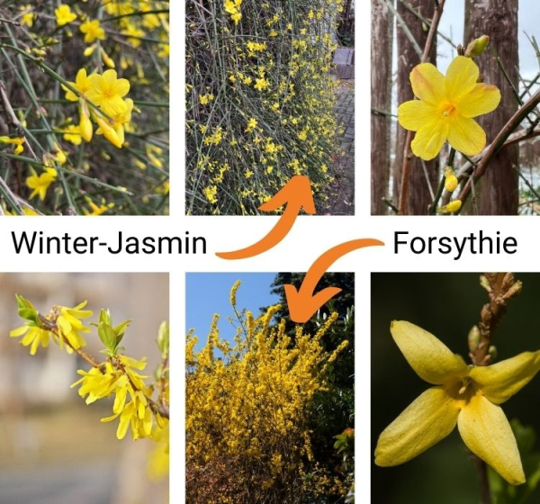 Collage aus drei Bildern Winter-Jasmin (oben) und drei Bildern Forsythia (unten).
Sowohl Blüten- und Wuchsform unterscheiden sich deutlich, und Winter-Jasmin hat dunkelgrüne Zweige. Forsythia hat braune. 