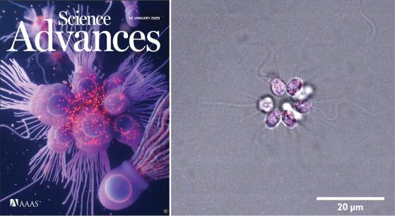 left: title page of the journal "Science Advances" Left: microscopic photo of a colony of microbial cells