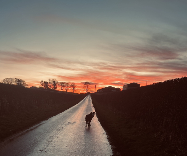 A Collie looks back wondering why I have stopped with a bright sunset in front of him