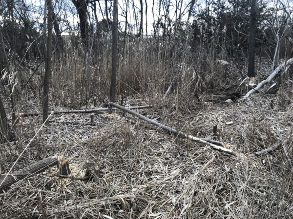 Trees felled by beaver.