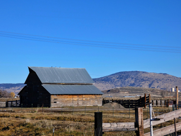 Photo of a large, reddish-brown wood barn with a double-slanted, metallic blue roof standing back from the highway in a scrubby field of olive, rust, and pale yellow. Both low wooden and wire fencing surround this portion of the property, beyond which the dark, tan, and evergreen-dotted forms of some chaparral foothills rise under a pale blue winter sky. On top of the witch-hat peak of the roof stand three grey and white rock pigeons. Thin strands of power line curve like a taut hammock, nearly invisible, above the birds.