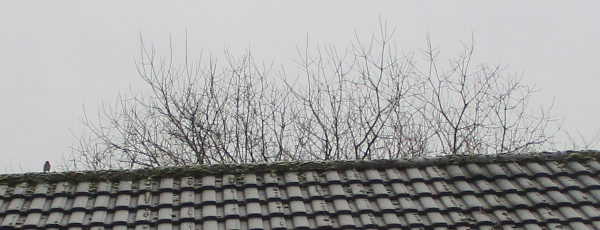 Photo of my roof with the upper part of a tree above it, and a robin sitting on the left.