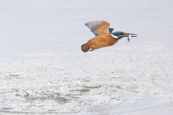 Ein Eisvogel im Flug knapp über der Wasseroberfläche, wie er gerade mit einem kleinen Fisch im Schnabel aus dem Wasser aufgetaucht ist; unter bzw. hinter ihm eine kleine Fontäne von Spritzern und Tropfen.