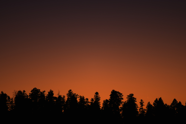 The comet, only a minute before it set behind distant conifers that are black silhouettes. The twilight sky is orange and it transitions to a dark blue along the top edge of the frame. The comet's tail points straight up, but is short.

Day by day it will get slightly higher in the sky.