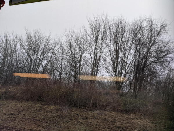 A fuzzy picture of trees, taken from the inside of a train.