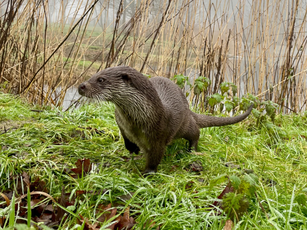 Otter in nature park. Looking around while just getting out of the water