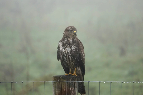 Buzzard on a pole looking to th right