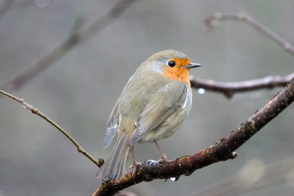 Red Robin eying the photographer 