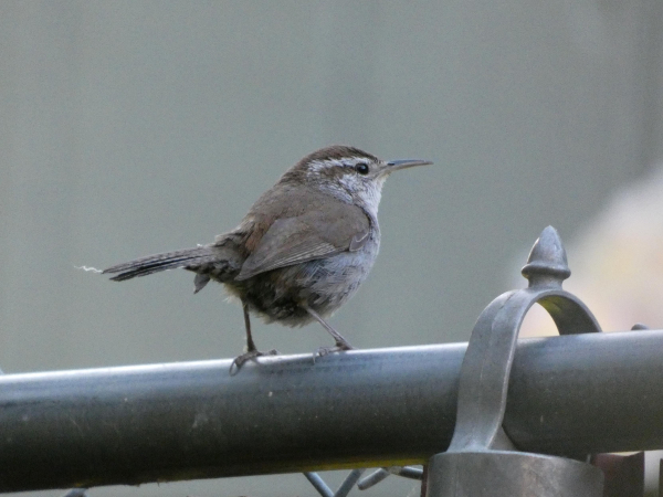 Photo of a small, round bird with a grey breast and a brown back and wings standing in right-facing profile, turned away from us but looking up and off to eir right with clear-eyed focus and intensity. E has a whitish-grey eyebrow stripe above that focused eye, and a thin, slightly decurved bill that pokes out like a record needle or very long carraway seed. Eir legs, thin brown stems with tiny talons, are planted firmly apart on the top of the silver railing of chain-link fencing on which e sits, eir speckled brown tail held pertly out behind em for balance so that, aligned with eir gaze and bill, e is like a little arrow pointing to three o'clock. This little bird is the so-called Bewick's wren, and you can almost feel the precision of eir borbed-up energy in eir stance, a little figure of feathery clockwork wound and ready to throw back eir head and sing, sing, sing.