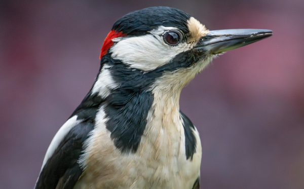 Buntspecht Portrait.