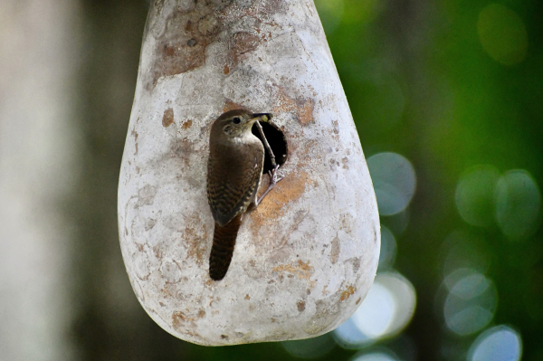 A small brown striped house wren with a white neck perches on the outside of a hollow gourd with a round hole where it has made its home. There is a fecal packet in its bill it is removing from the nest produced by one of its young. 