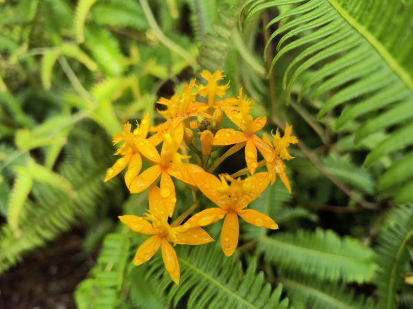 Yellow-orange epidendrum flowers