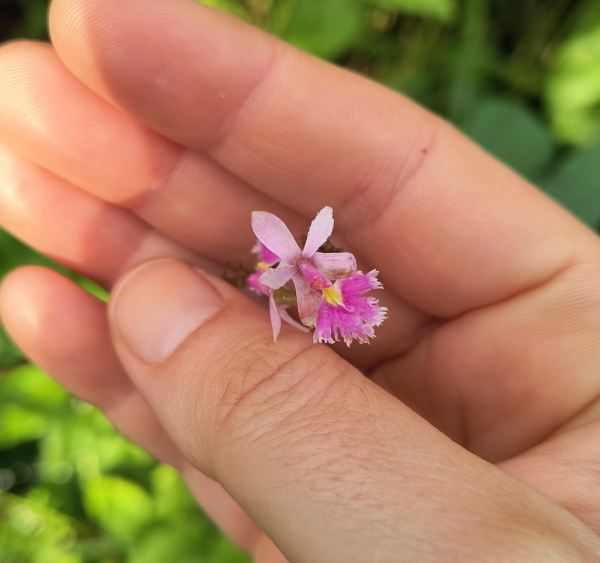 Tiny pink and white epidendrum orchid 