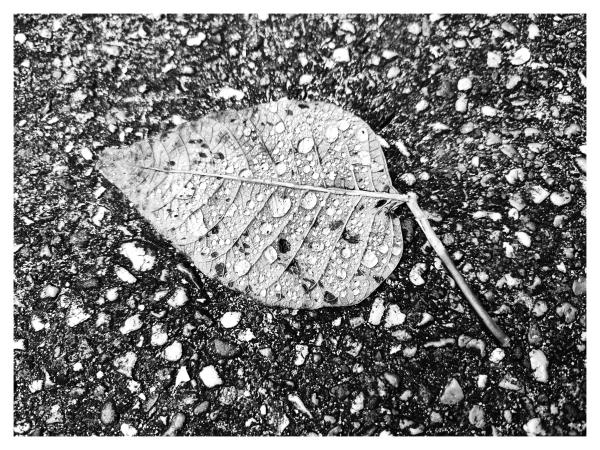 Schwarz-Weiß-Foto mit weißem Rand. Helles Blatt mit Wassertropfen liegt auf dunklem Steinboden mit hellen Flecken. 