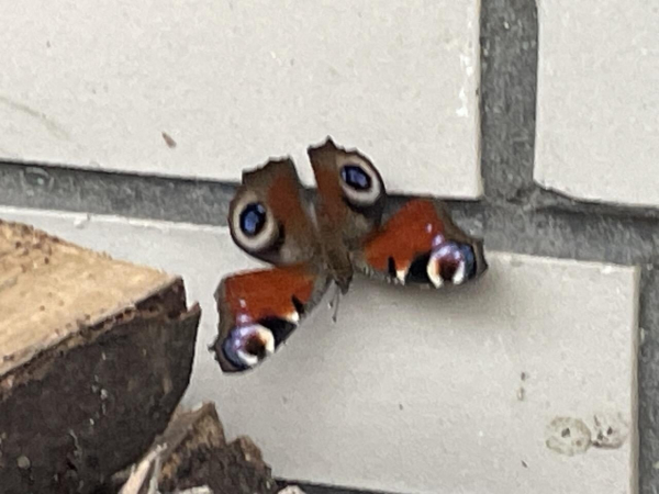 Der Schmetterling hat sich hinter einem Holzstapel versteckt. Wohin kann ich ihn umsiedeln?