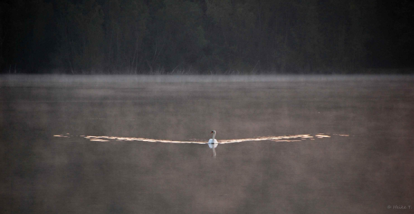 Ein einsamer Schwan auf einem nebligen See in der Morgendämmerung mit dezenter Lichtreflexion im Wasser.