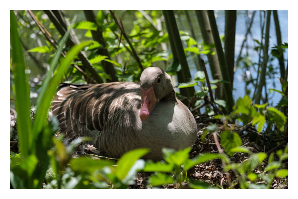 Eine Graugans sitzt auf ihrem Nest und brütet. Hinter ihr sind Äste, vor ihr sind unscharf Blätter, die die Gans einrahmen. 