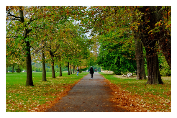 Ein Park im Herbst. Eine Allee. Mittig ist ein asphaltierter Weg, der von der Kamera weg geht. Darauf läuft mittig eine dunkel gekleidete Person. Links und rechts ist Gras und regelmäßig Bäume. Am Wegesrand ist rotbraunes herbstlich am Boden, die Bäume haben nur noch spärlich Blätter. 