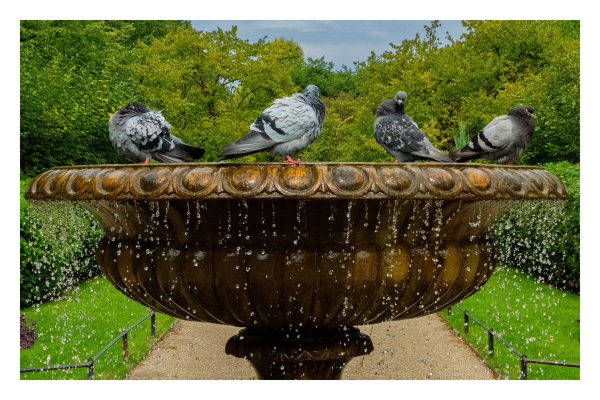 Ein bronzefarbener runder Brunnen in einem Park. Auf dem Brunnen sitzen vier Tauben. Das Wasser läuft rund um den Brunnen heraus, durch die kurze Belichtungszeit sind die einzelnen Tropfen gut zu erkennen. 