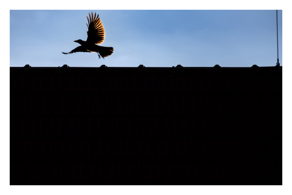 Foto im Querformat. Die unteren zwei-Drittel des Bildes sind ein schwarzer Dachgiebel von der Seite. Darauf startet eine Taube mit ausgestreckten Flügeln. Neben dem blauen bewölkten Himmel sorgt die Sonne, die die gespreizten Federn des linken Flügels der Taube goldgelb beschreiben für die einzigen Farben außer schwarz. 