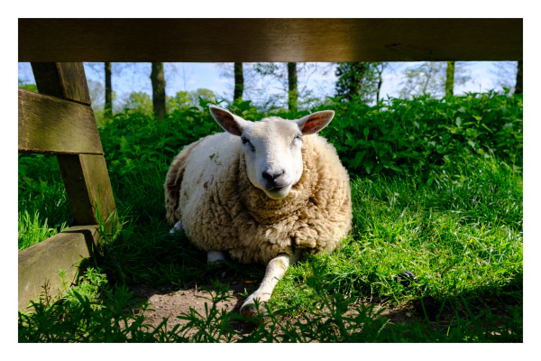 Foto im Querformat. Unter einer Bank liegt ein Schaf, hat ein Bein nach vorne gestreckt und schaut entspannt direkt in die Kamera. Das Schaf liegt in grünem Gras, an der Unterseite der Bank reflektiert sich die Sonne ein wenig. 