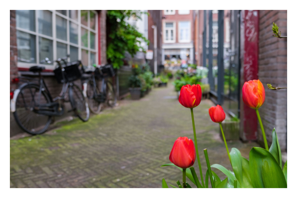 Foto im Querformat. Eine Gasse ist Amsterdam. Vorne rechts ragen vier unterschiedlich hohe und große rote Tulpen ins Bild. Diese sind scharf abgebildet, der Rest des Fotos ist unscharf, die Gasse lässt sich aber doch gut erkennen. Links stehen Fahrräder an einer Hauswand vor Fenstern. Weiter hinten in der Gasse sind Pflanzenkübel und weitere Gebäude. 