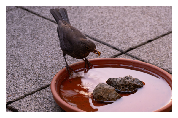 Foto im Querformat. Eine Amsel steht am Rand einer braunen Schüssel, die voll mit Wasser ist. Im Schnabel hat sie einen Wurm. 