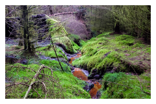 Foto im Querformat. Ein mit Moos bedeckter Nadelwald Boden. Mittig verläuft ein kleiner brauner Bach, es sieht alles natürlich gewachsen und unberührt aus. 