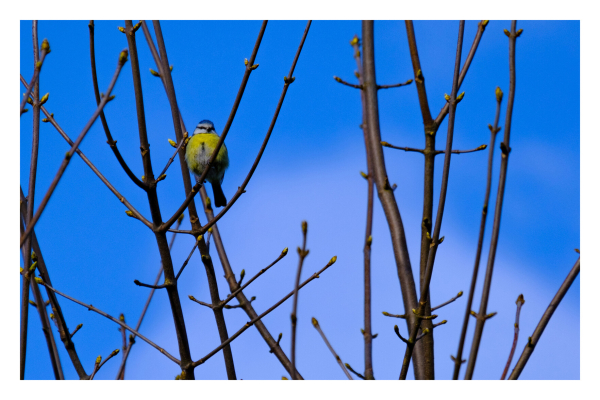 Bild im Querformat. Eine einzelne Blaumeise sitzt auf einem Ast. Um sie herum sind weitere Äste, alle sind blattlos. Der Himmel im Hintergrund ist blau. 