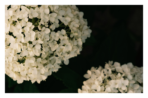 Foto im Querformat. Zwei jeweils angeschnittene Blüten einer weißen Hortensie von oben fotografiert. Nur ein Teil der Blätter sind auch m Schärfebereich und das Grün zwischen den Blüten versinkt so im Schatten, dass es kaum wahrzunehmen ist. 