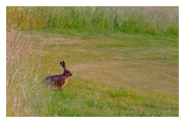 Foto im Querformat. Ein brauner Hase sitzt auf einer Wiese und schaut nach rechts. Hinter ihm ist das Gras hoch, vor ihm frisch gemäht. 