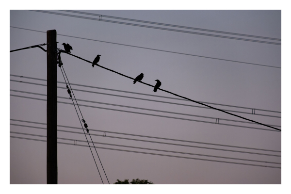 Foto im Querformat. Ein hölzerner Strommasten ist links im Bild. Auf der dorthin führenden Stromleitung sitzen vier Vögel nebeneinander. Durchs Bild verlaufen einige Stromleitungen parallel zueinander. Die Farbe des Bildes ist sehr reduziert, Mast, Leitungen und Vögel zeichnen sich als Silhouette vor grauem Himmel ab. 