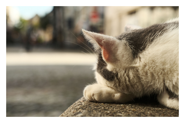 Foto im Querformat. Eine weiß grau schwarze Katze liegt auf einer steinernen Plattform, den Kopf auf die rechte Pfote gelegt. Die Kamera schräg hinter der Katze, im Bild ist nur der Kopf und der Hals, die Kamera blickt also in die gleiche Richtung wie die Katze. Was die Katze sieht verschwindet in der Unschärfe, es lässt sich aber eine Fußgängerzone erahnen. 