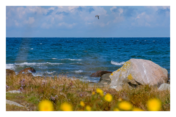 Foto im Querformat. Blick aufs Meer, im Vordergrund sind unscharf gelbe Blumen, dann Wiese und ein Stück Kiesstrand. Rechts ist ein großer Felsen. An der Küste sind leichte Wellen mit weißer Gischt. Vor dem Himmel, relativ mittig im Bild, fliegt eine Möwe von rechts nach links. Der Himmel ist bewölkt. 