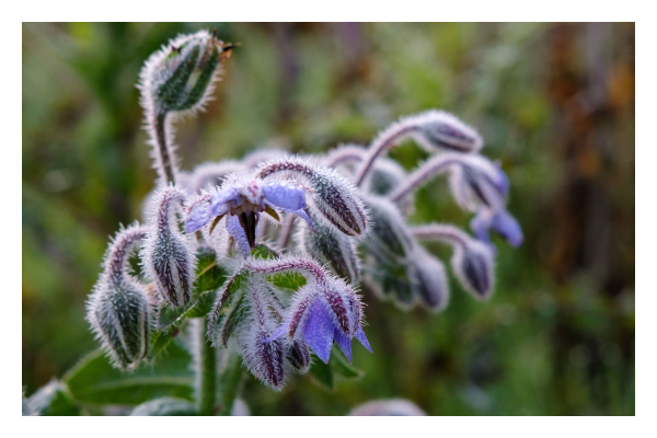 Foto im Querformat. Eine mit Frost überzogene Blume, vermutlich Borretsch, mit mehreren geschlossenen Köpfen. Einige davon öffnen sich gerade und lila Blätter kommen hervor. Die Pflanze ist voll mit kleinen weißen Stacheln, die alle mit Frost überzogen sind. Teile der Köpfe sind leicht unscharf, der Hintergrund ist komplett unscharf und grün braun. 