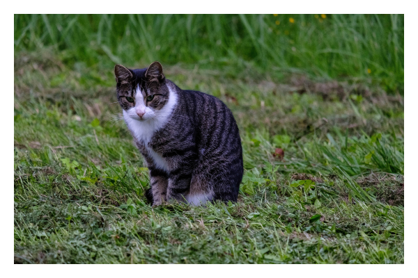 Foto im Querformat. Eine weiß grau schwarze Katze sitzt auf einer Wiese und schaut direkt in die Kamera. 