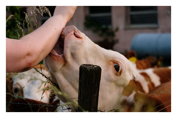 Foto im Querformat. Rechts der Kopf einer rotbraun-weißen Kuh über einem Stacheldrahtzaun. Von links kommt ein Arm ins Bild, den die Kuh abschlabbert. Im Hintergrund ist eine weitere Kuh, ein Gebäude und ein Wassertank. 