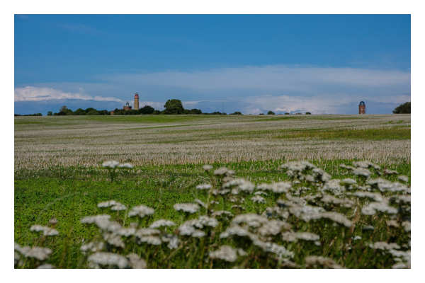 Foto im Querformat. Blick über eine große Wiese bzw. ein großes Feld. Am Horizont sind drei Leuchttürme, zwei davon links im Bild, nah beieinander, der dritte rechts im Bild mit einigem Abstand. Der Himmel über dem Horizont ist blau, unten sind ein paar Wolken. Im Vordergrund  ragen weiße Blumen ins Bild. 