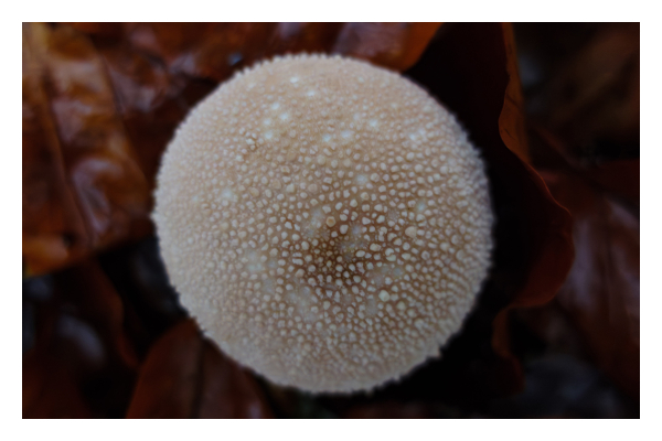 Foto im Querformat. Macroaufnahme eines Waldpilzes von oben. Der Pilz ist hellbraun und kreisrund. Auf ihm sind unzählige weiße Noppen. Unter dem Pilz ist unscharf braunes Herbstlaub. 