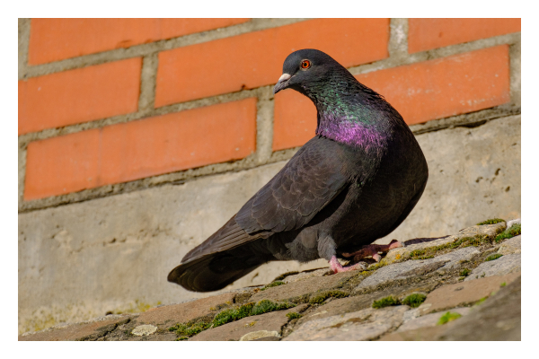 Foto im Querformat. Eine schwarze Stadttaube steht vor einer roten Backsteinmauer. Sie ist von der Seite zu sehen und hat den Kopf nach hinten gedreht. Dadurch sieht ihr Körper aus, wie das Nike Logo, nur falsch herum. Der Hals der Taube schimmert violet und grün. 