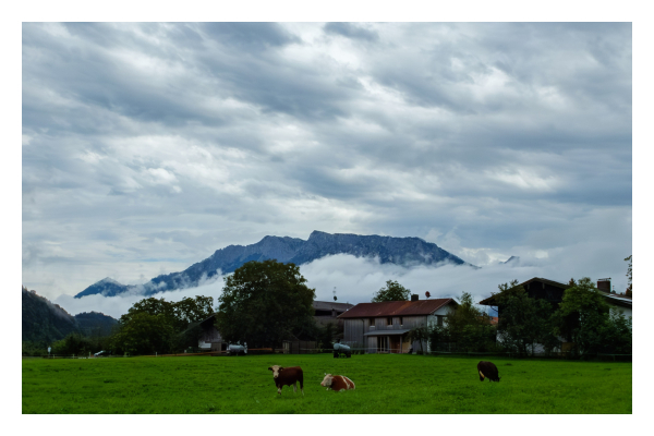 Foto im Querformat. Eine Weide mit Kühen, eine davon schaut direkt in die Kamera. Dahinter sind Häuser und Bäume hinter denen tiefe Wolken hängen. Hinter den Wolken schaut ein Bergmassiv hervor. Der Himmel ist stark bewölkt. 