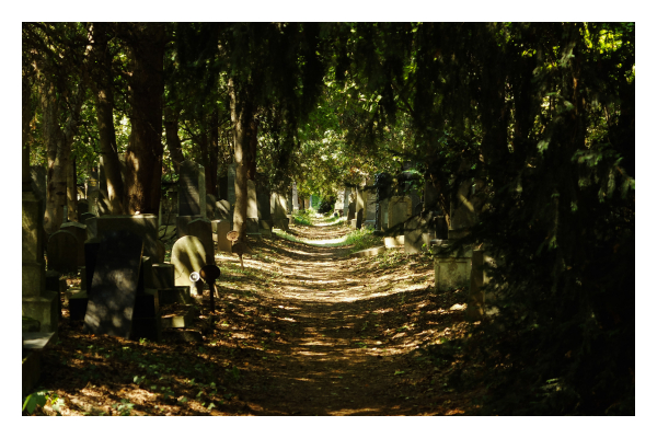 Foto im Querformat. Ein Weg durch einen Friedhof. Links und rechts sind dicht bewachsen Bäume und Grabsteine. Der Weg verläuft mittig Richtung Horizont und ist teils schattig, teils von der Sonne beschienen. Es sieht ein bisschen aus wie ein Tunnel. 