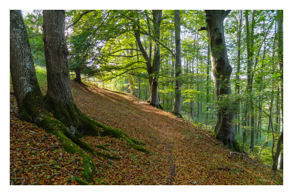 Foto im Querformat. Ein Wald im Übergang von Sommer zu Herbst. Der Boden ist bedeckt mit rotbraunen Blättern, ein kaum erkennbarer Weg führt nach hinten aus dem Wald heraus. Links und rechts sind Bäume die noch grüne Blätter haben. Der Wald selbst liegt im Schatten, wo der Weg aus dem Wald führt scheint die Sonne. 