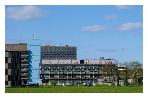 Foto im Querformat. Große Bürogebäude, alle grau und vermutlich aus den 70er/80er Jahren. Nur ein Gebäude ist hellblau angemalt. Davor ist eine Wiese auf der Kühe grasen. Der Himmel ist blau mit ein paar einzelnen Wolken. 