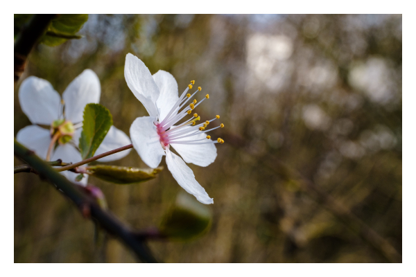 Foto im Querformat. Ein Kirschblüte ragt von links ins Bild. Fünf weiße Blatter, in der Mitte rosa. Aus der Mitte ragen mehrere weiße Staubfäden mit gelber Spitze. Der Hintergrund ist unscharf. 